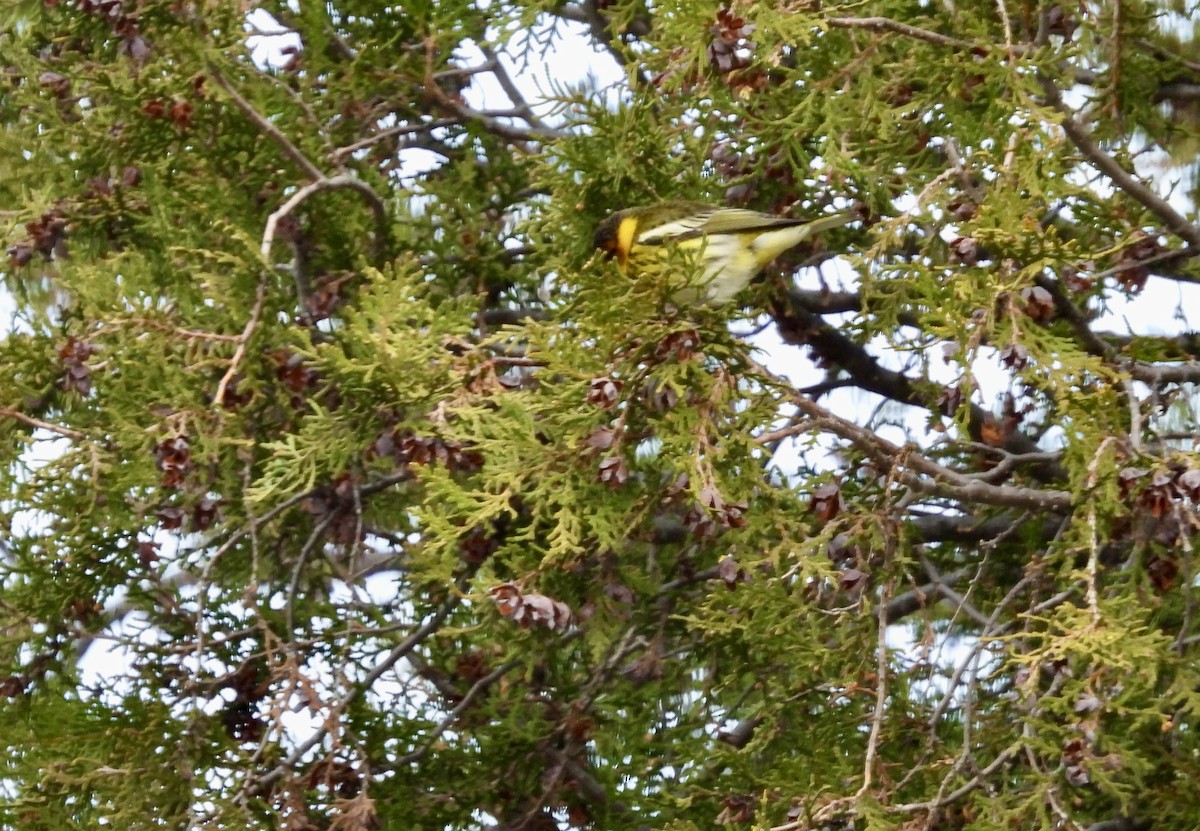Cape May Warbler - ML619853170