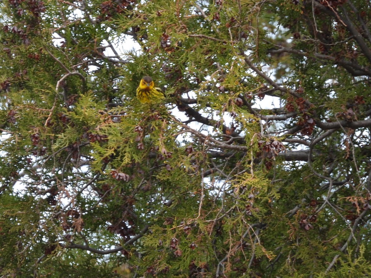 Cape May Warbler - ML619853171