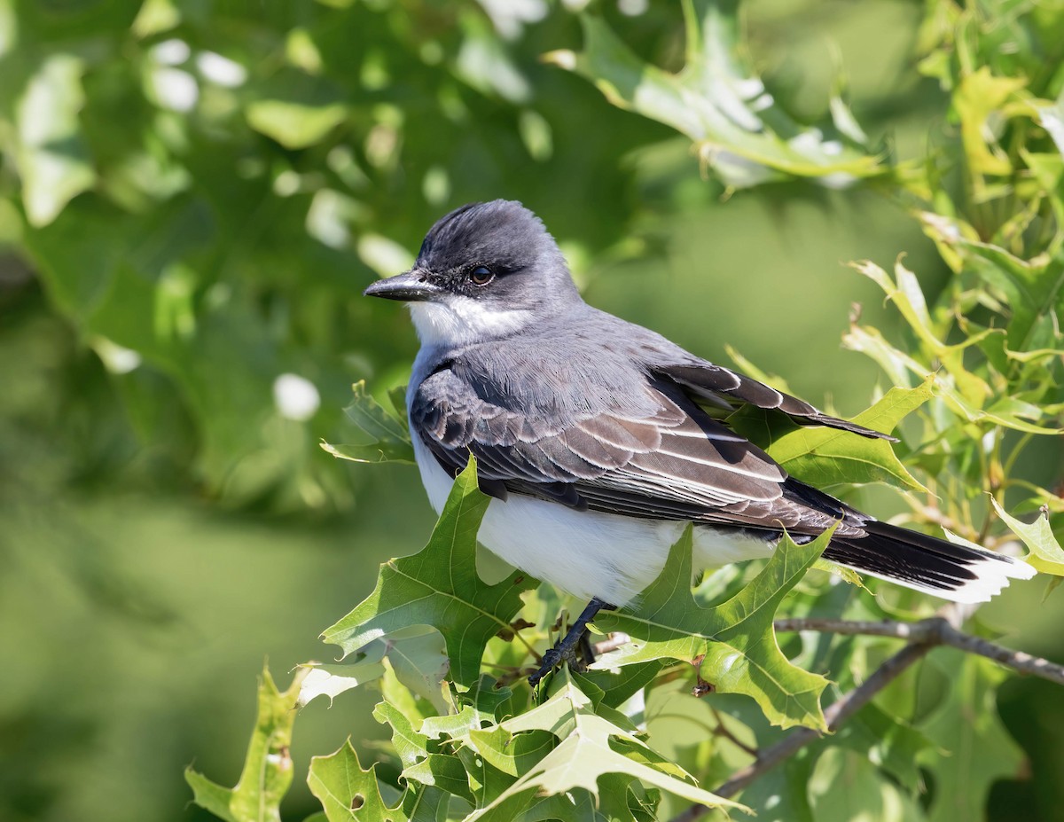 Eastern Kingbird - ML619853175