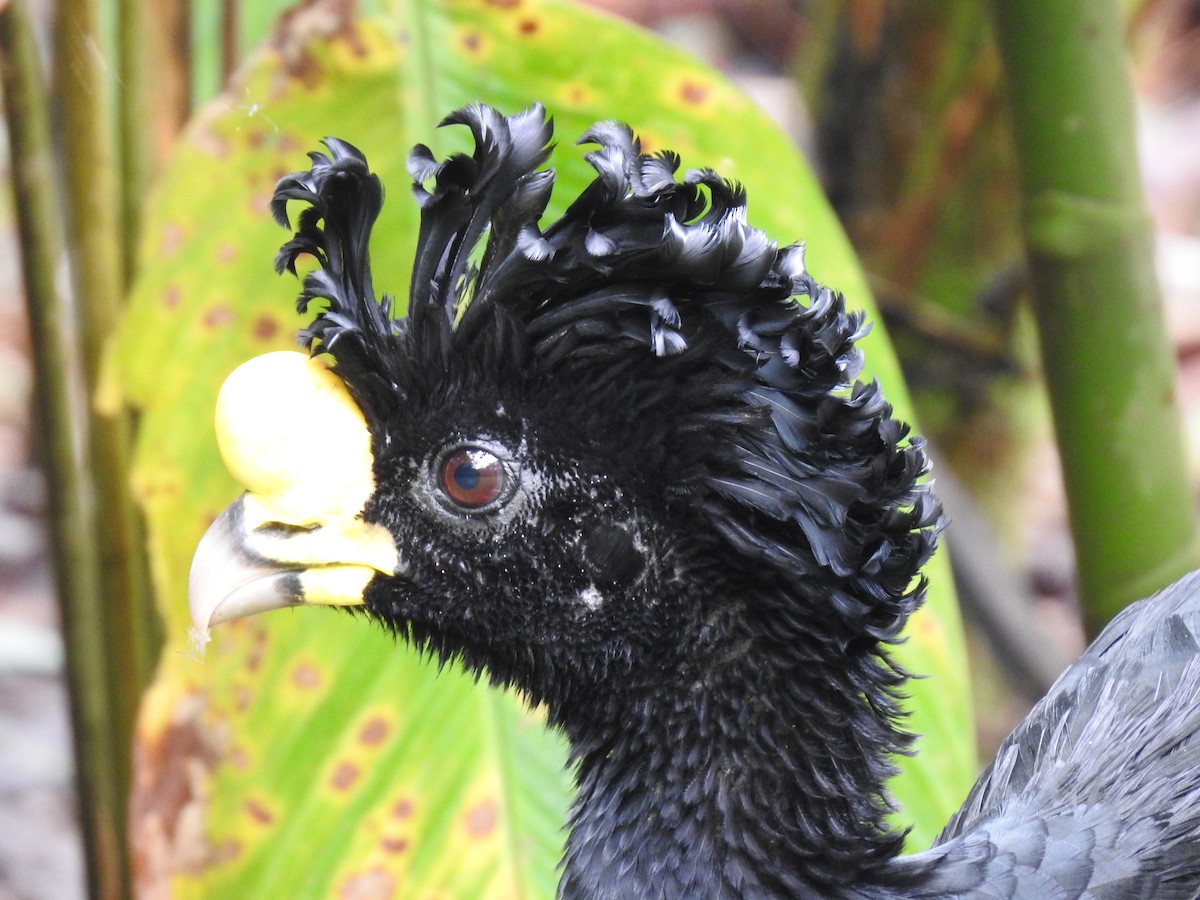 Great Curassow - ML619853177