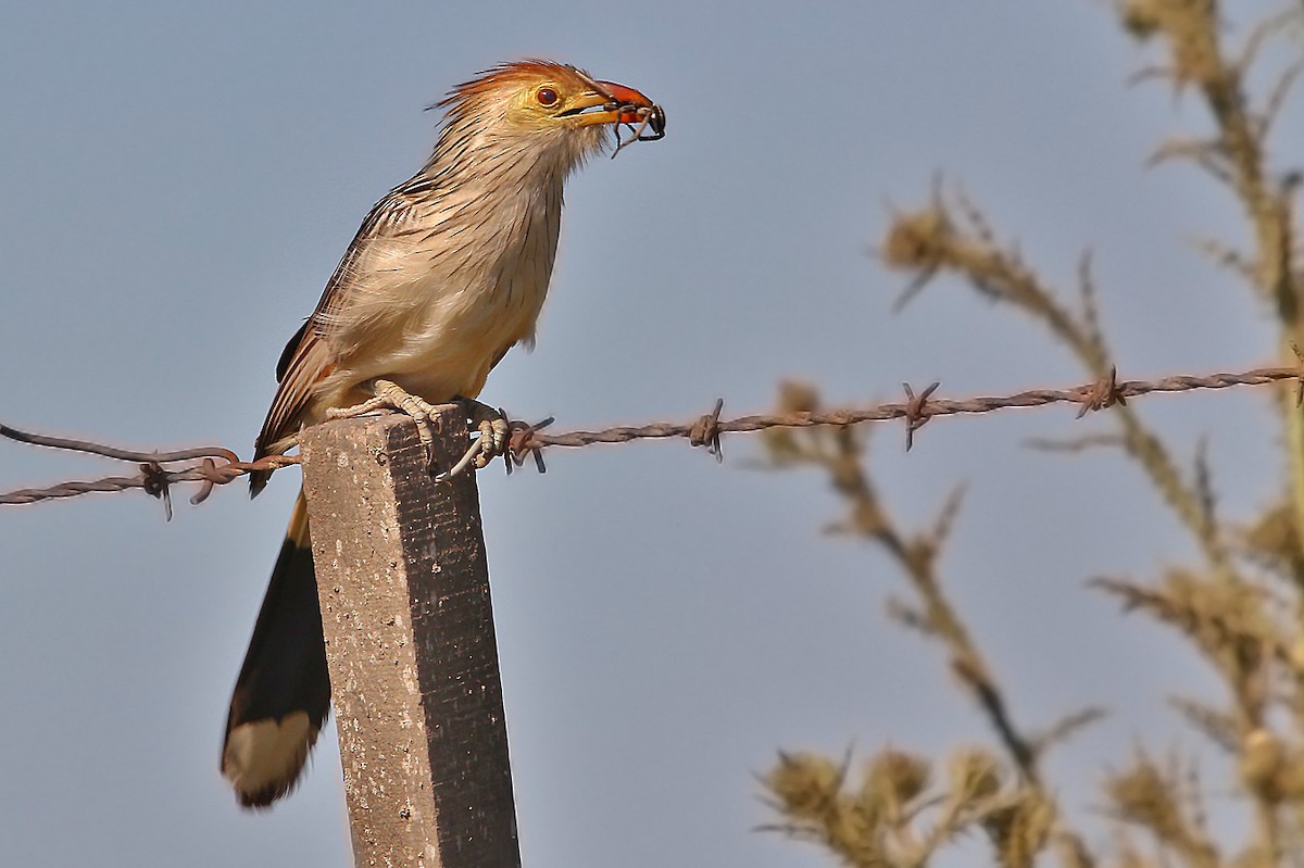 Guira Cuckoo - ML619853183