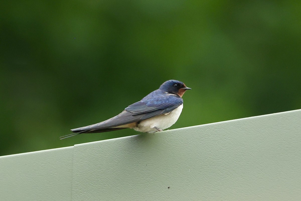 Barn Swallow - ML619853196