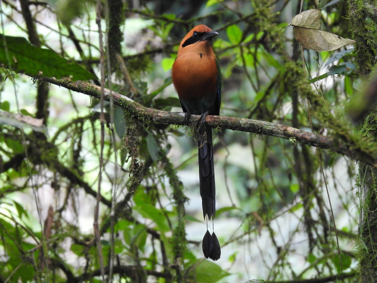 Motmot roux - ML619853204