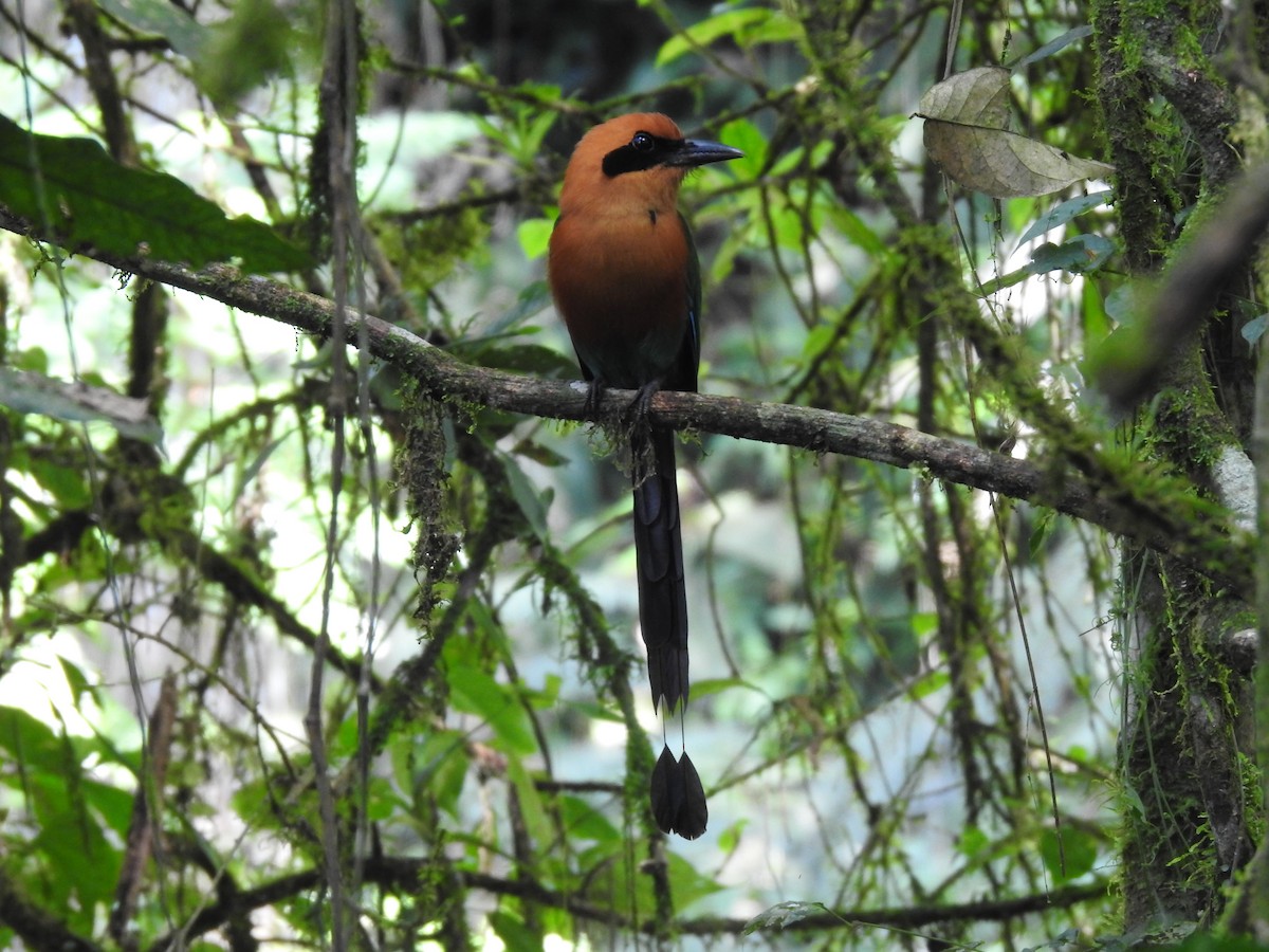 Rufous Motmot - ML619853205