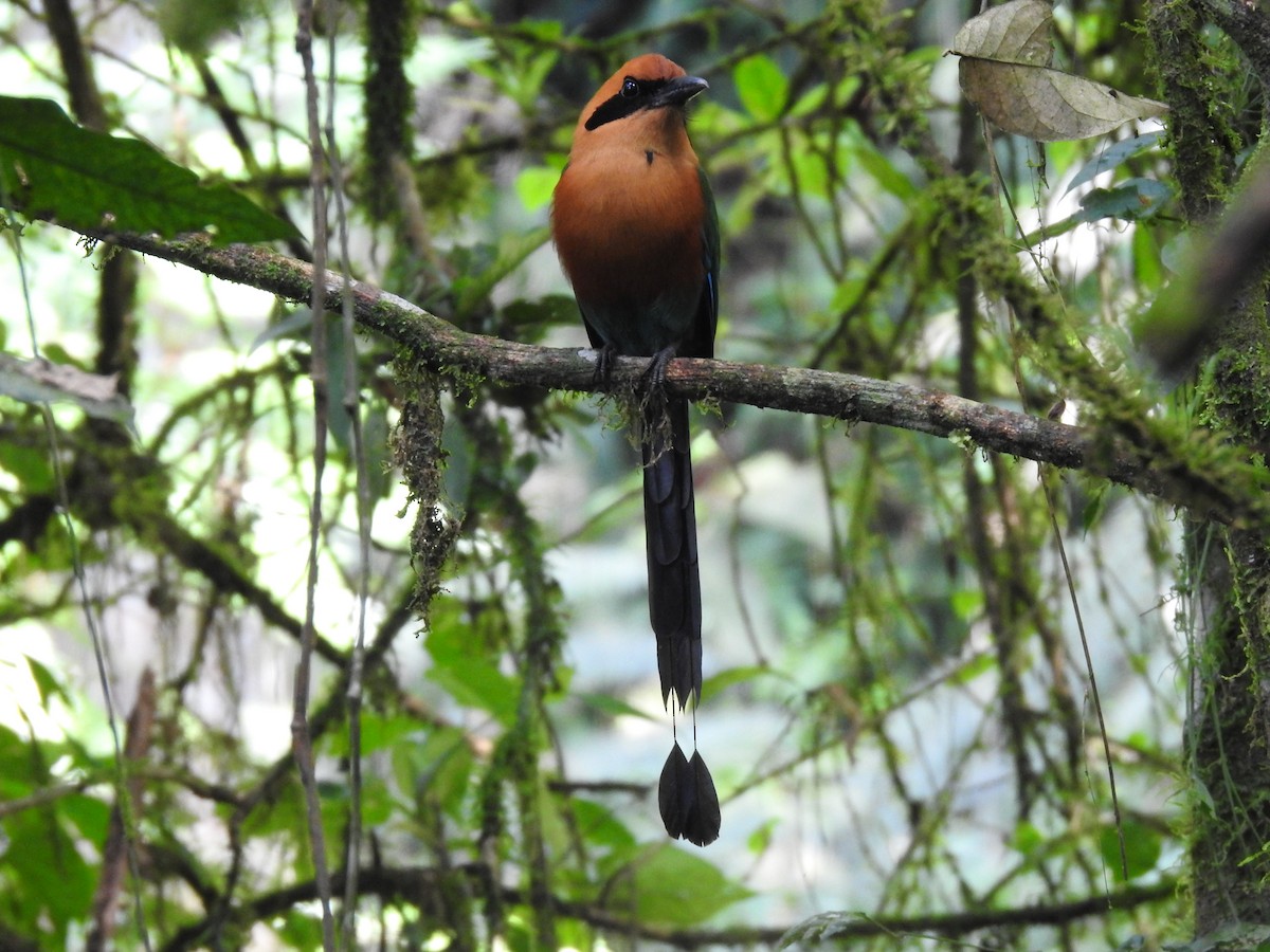 Rufous Motmot - ML619853206