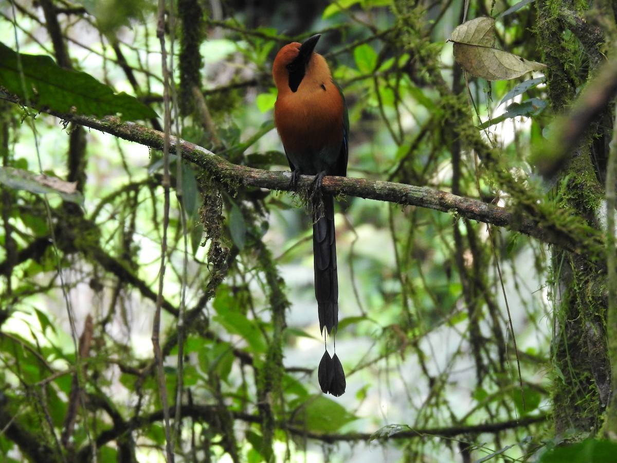 Rufous Motmot - ML619853207