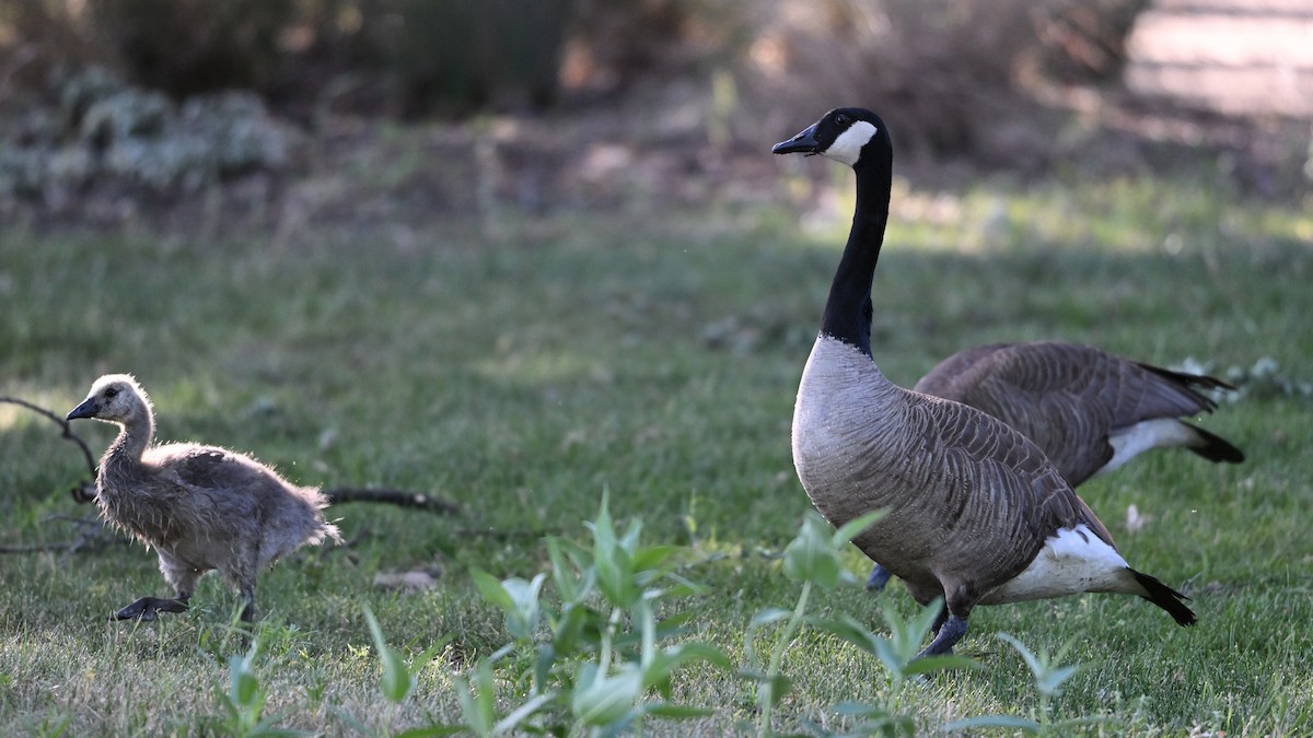 Canada Goose - ML619853219