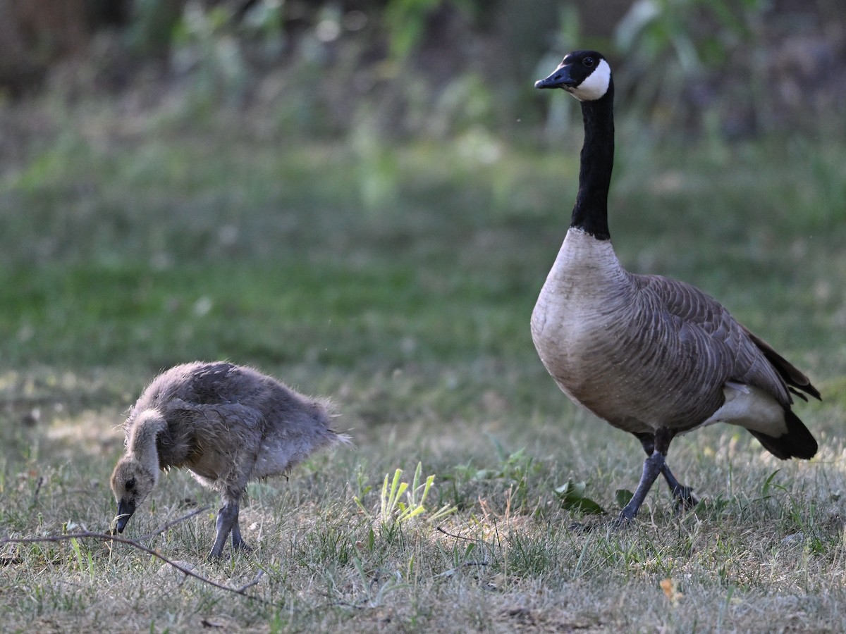 Canada Goose - ML619853220