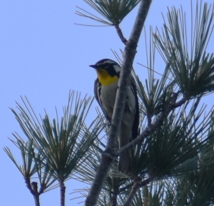 Yellow-throated Warbler - ML619853230