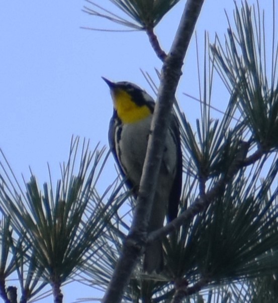 Yellow-throated Warbler - ML619853236