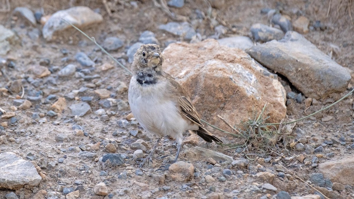White-winged Snowfinch - ML619853241