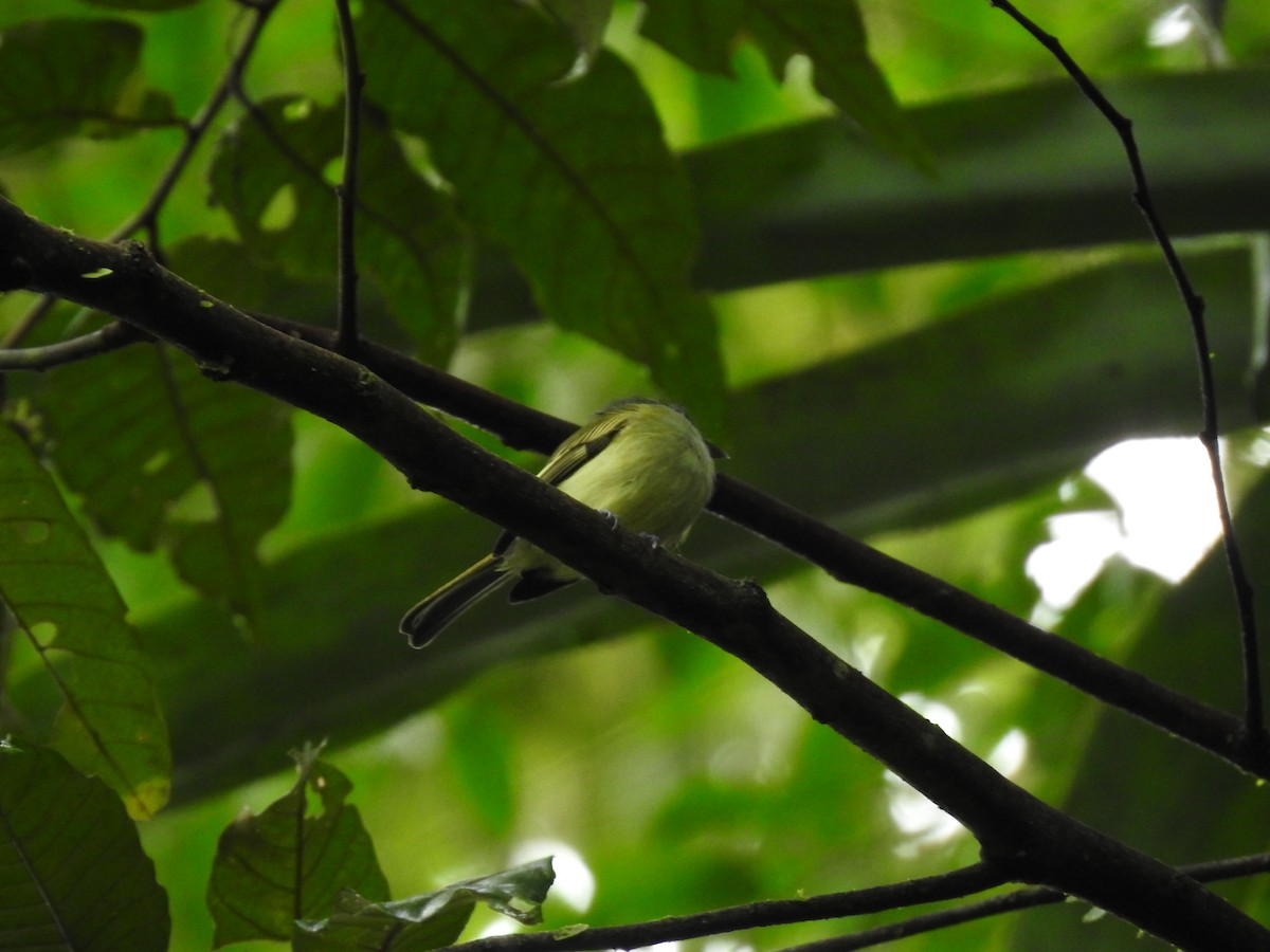 Yellow-winged Flatbill - ML619853292