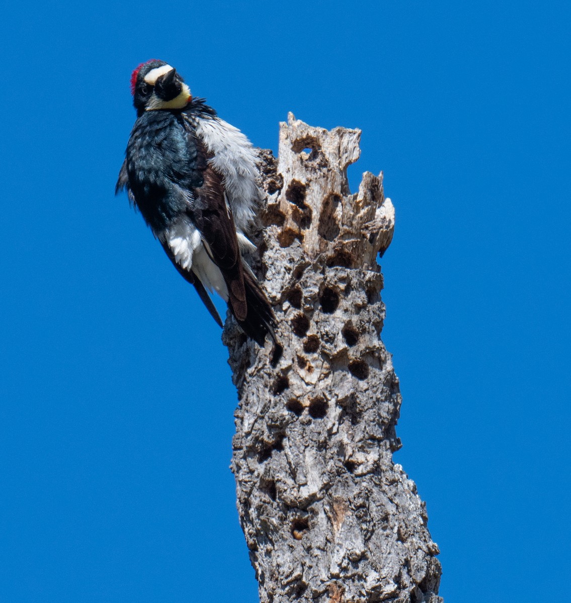 Acorn Woodpecker - ML619853294