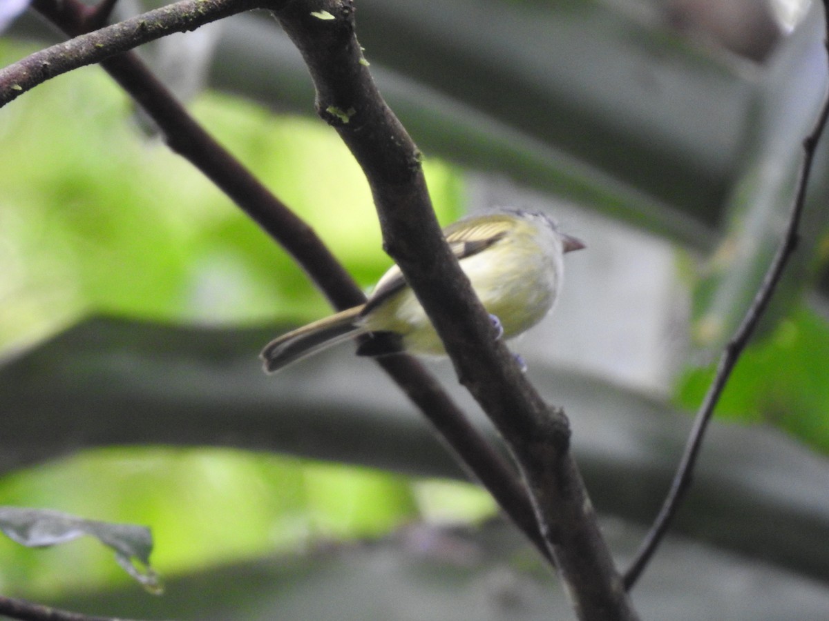 Tyranneau à ailes jaunes - ML619853296