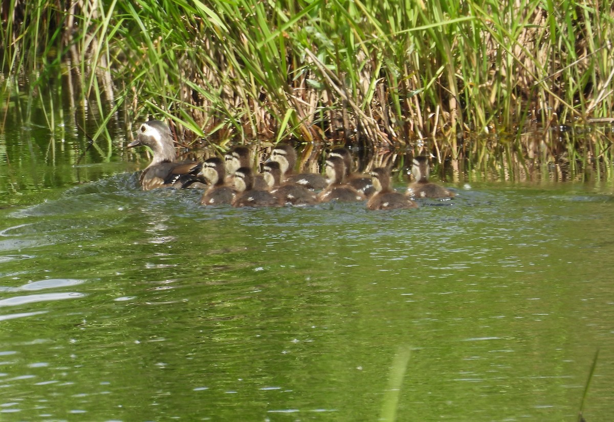 Wood Duck - ML619853301