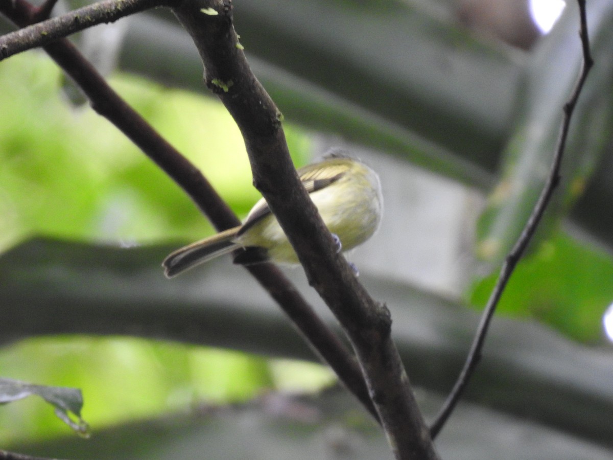 Yellow-winged Flatbill - ML619853302