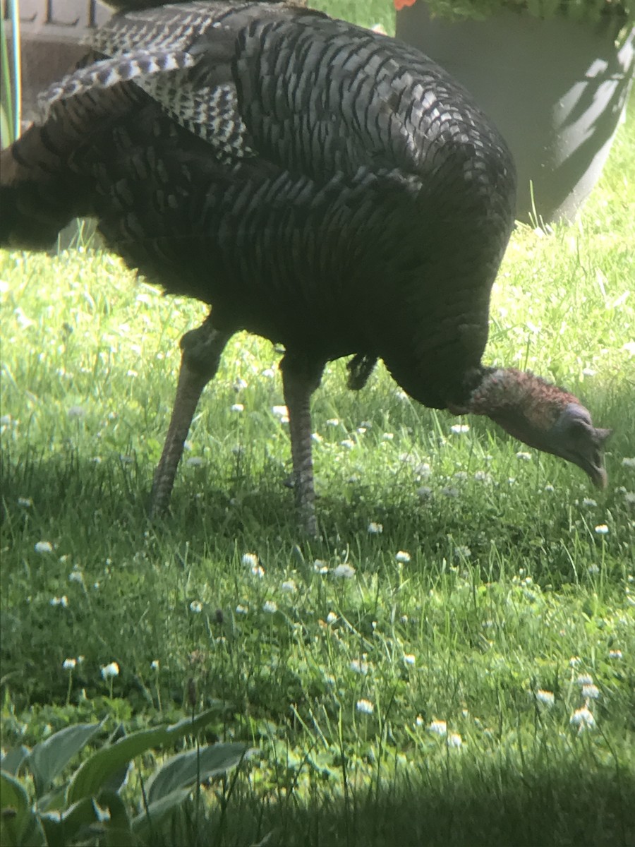 Wild Turkey - ML619853307