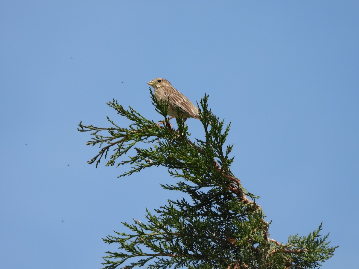 Corn Bunting - ML619853312