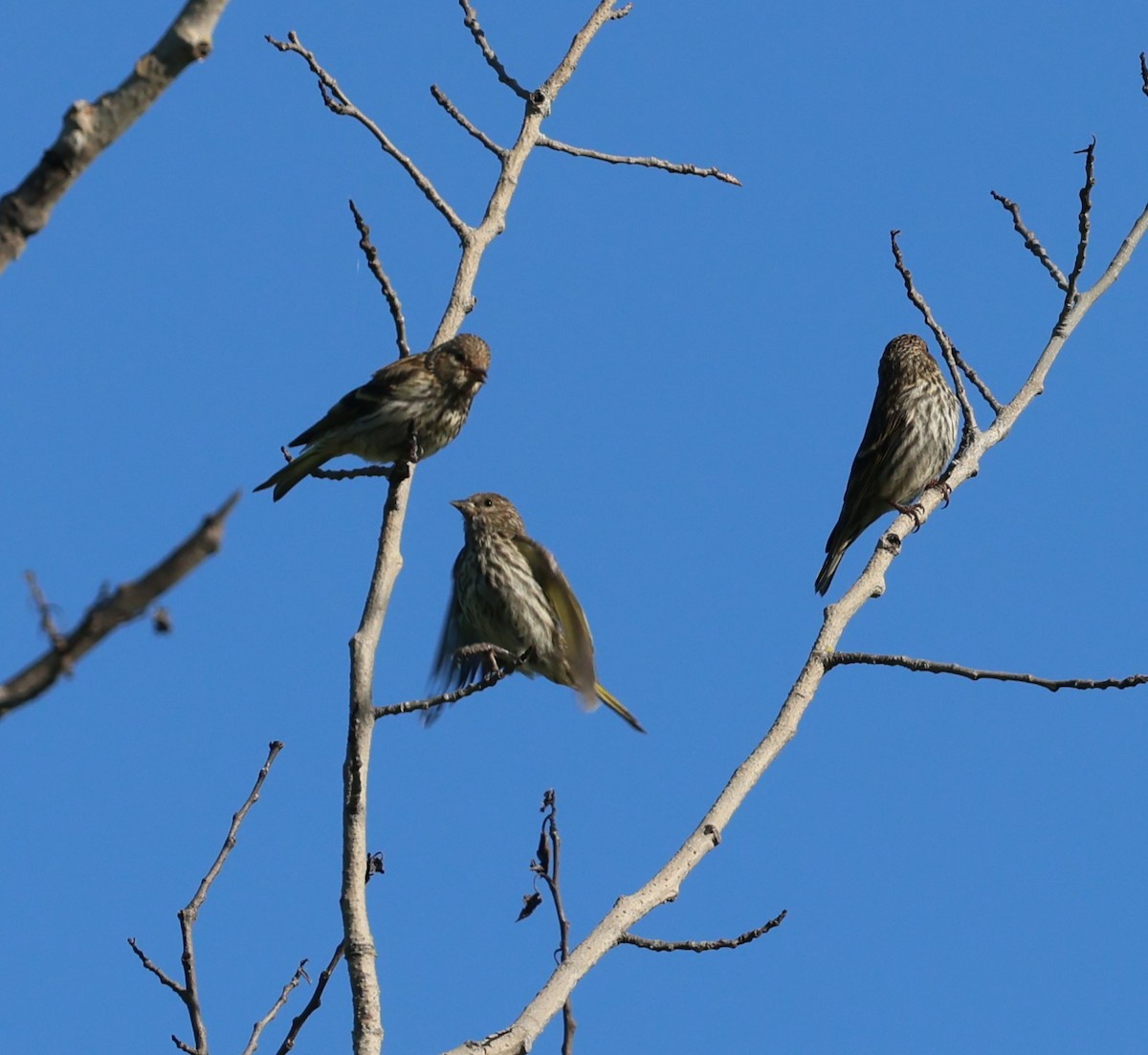 Pine Siskin - ML619853313