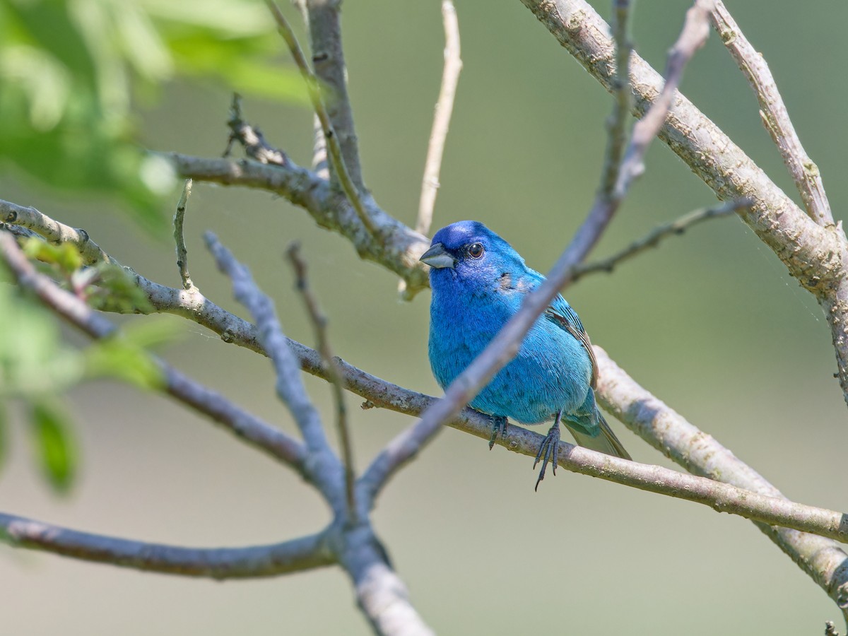 Passerin indigo - ML619853314