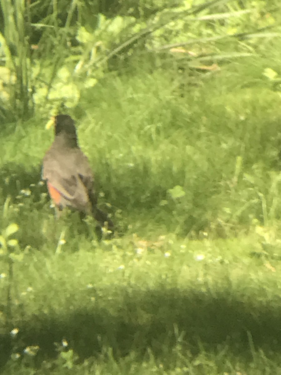 American Robin - ML619853323