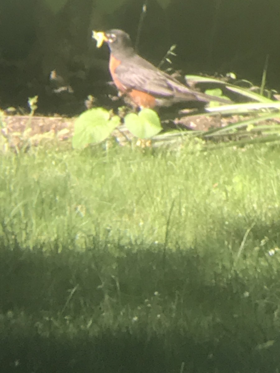 American Robin - ML619853324