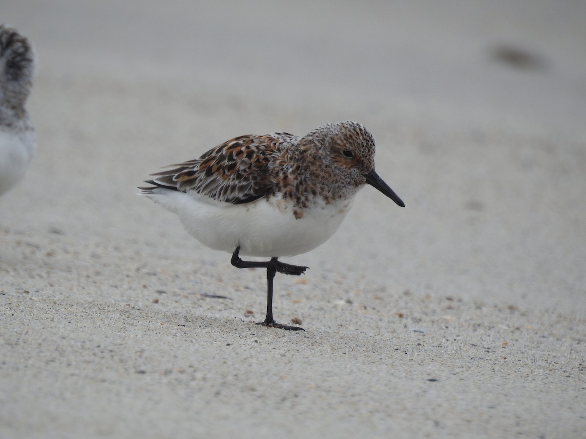 Bécasseau sanderling - ML619853346