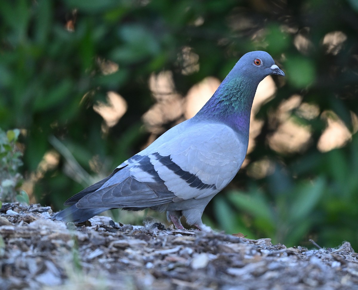 Rock Pigeon - ML619853352
