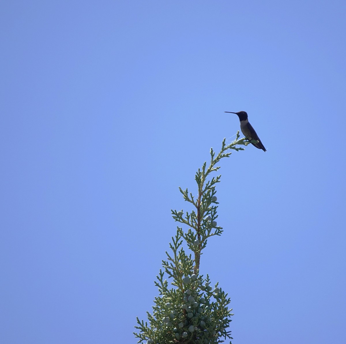 Black-chinned Hummingbird - ML619853356