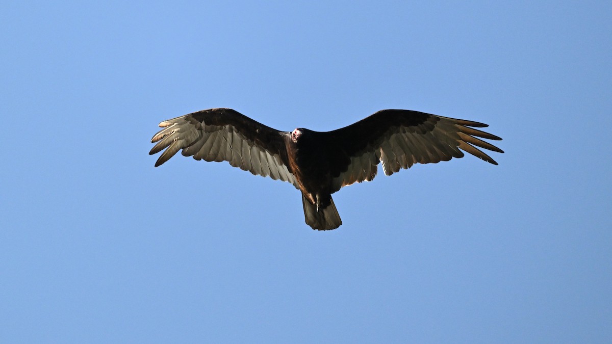 Turkey Vulture - ML619853372