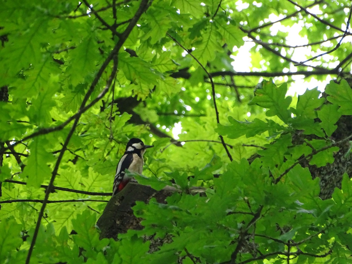 Great Spotted Woodpecker - ML619853373