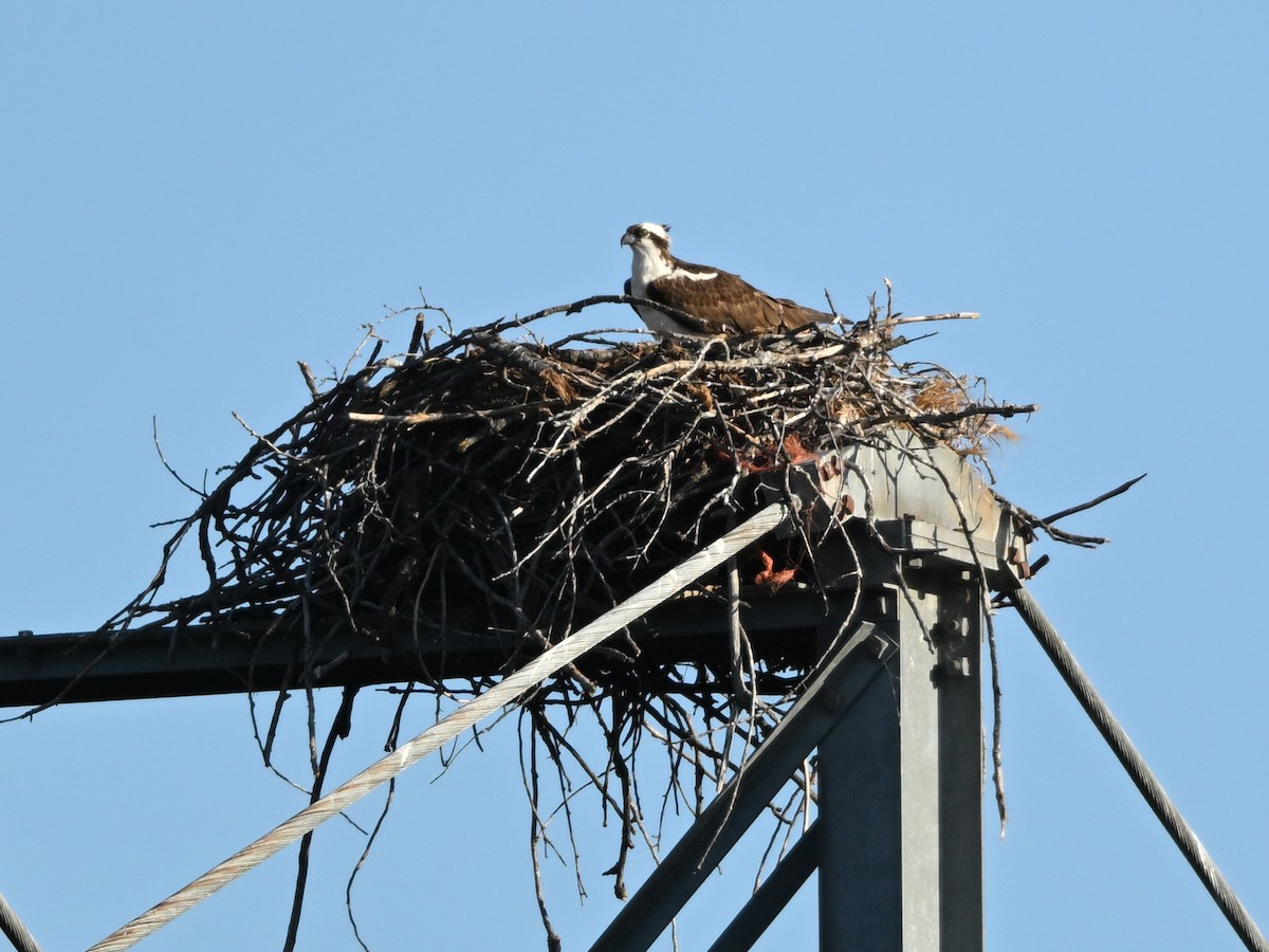 Águila Pescadora - ML619853377