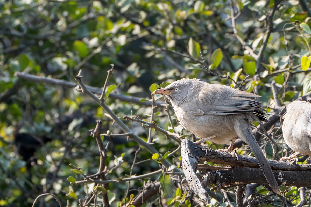 Jungle Babbler - ML619853378