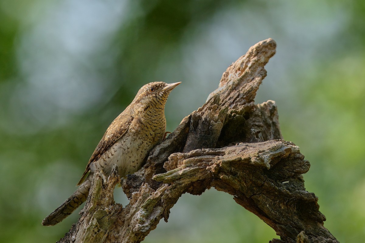 Eurasian Wryneck - ML619853399