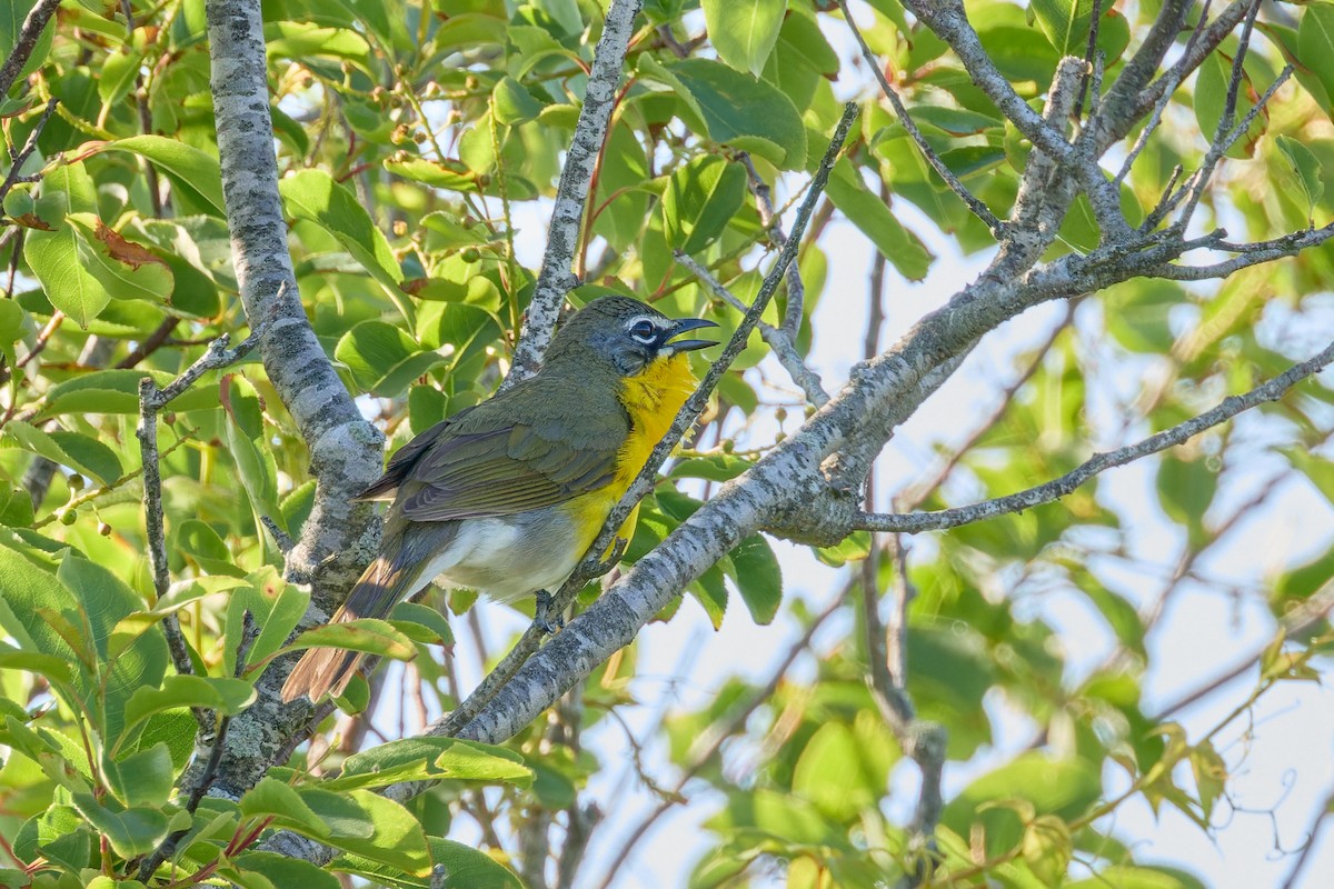 Yellow-breasted Chat - ML619853401