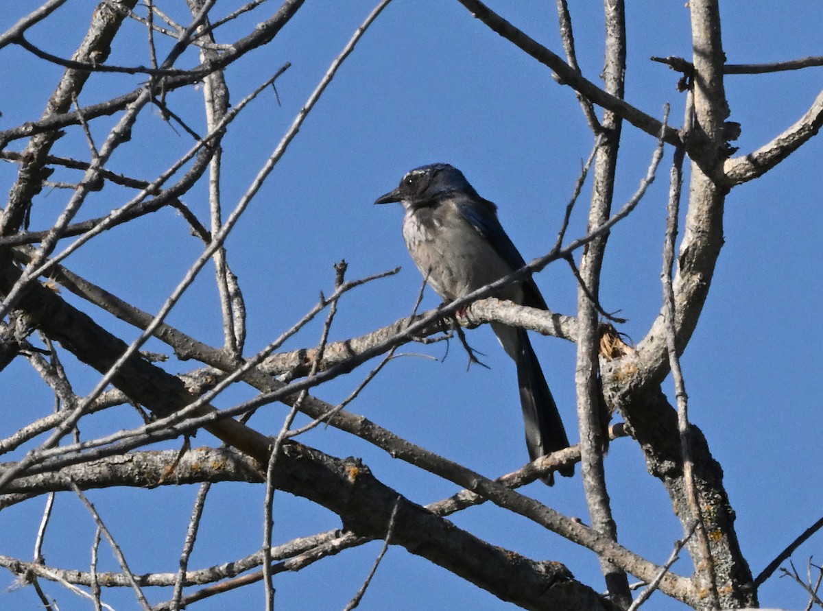 California Scrub-Jay - ML619853402