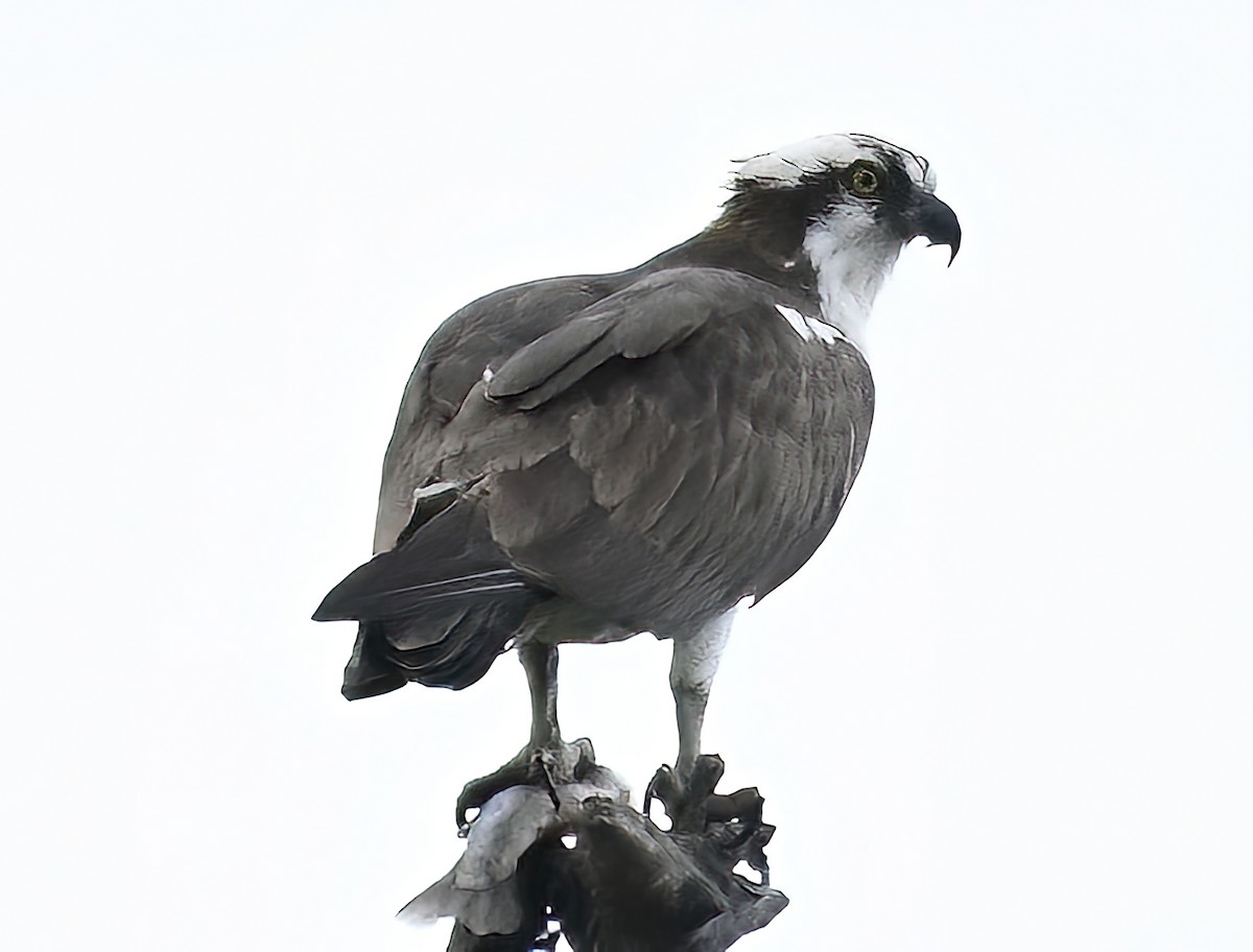 Balbuzard pêcheur - ML619853407