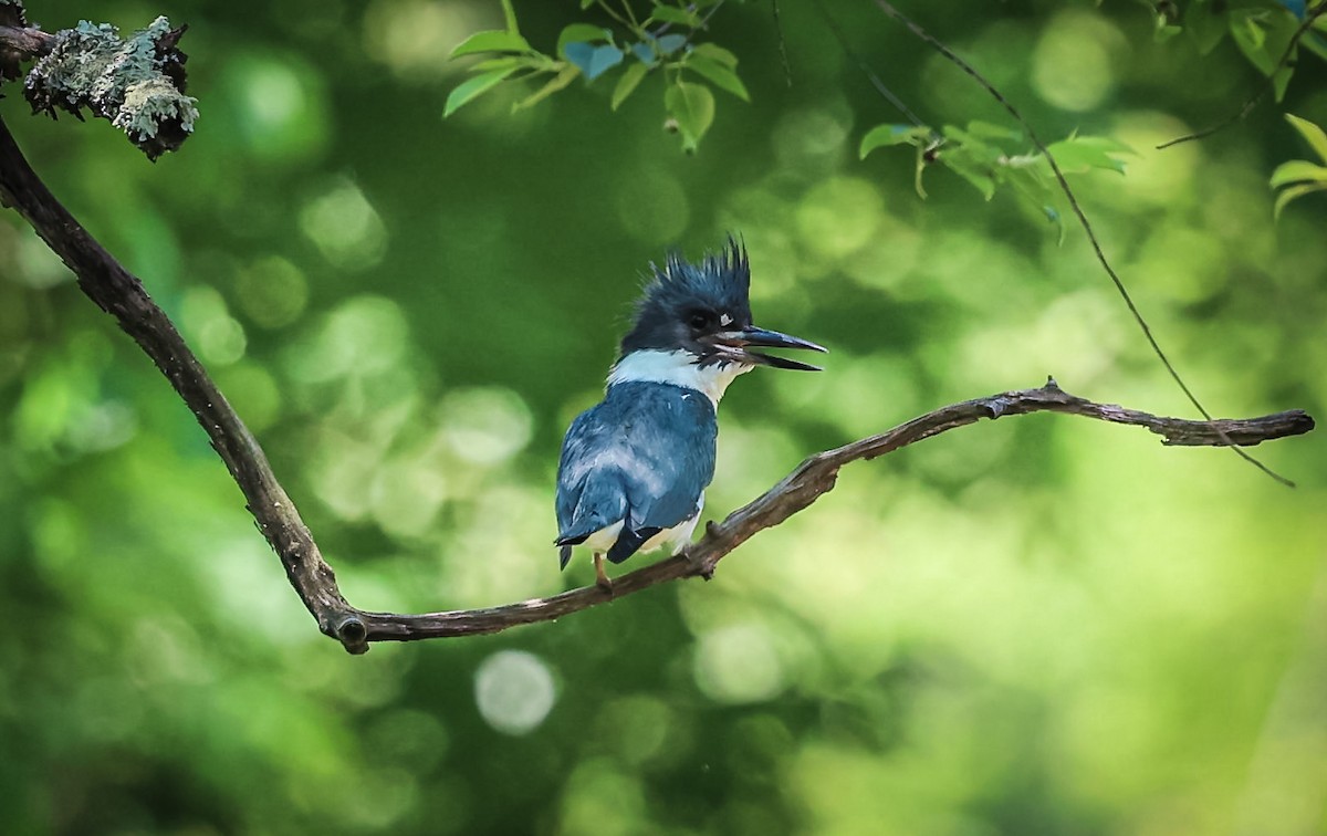 Belted Kingfisher - ML619853409