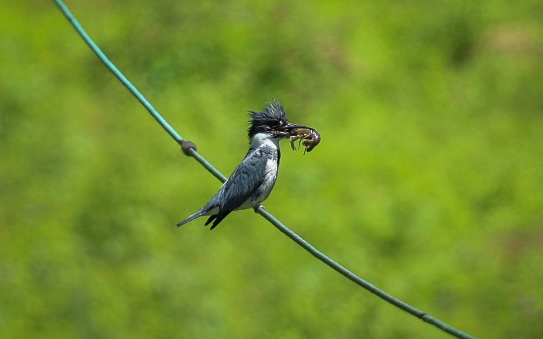 Belted Kingfisher - ML619853410