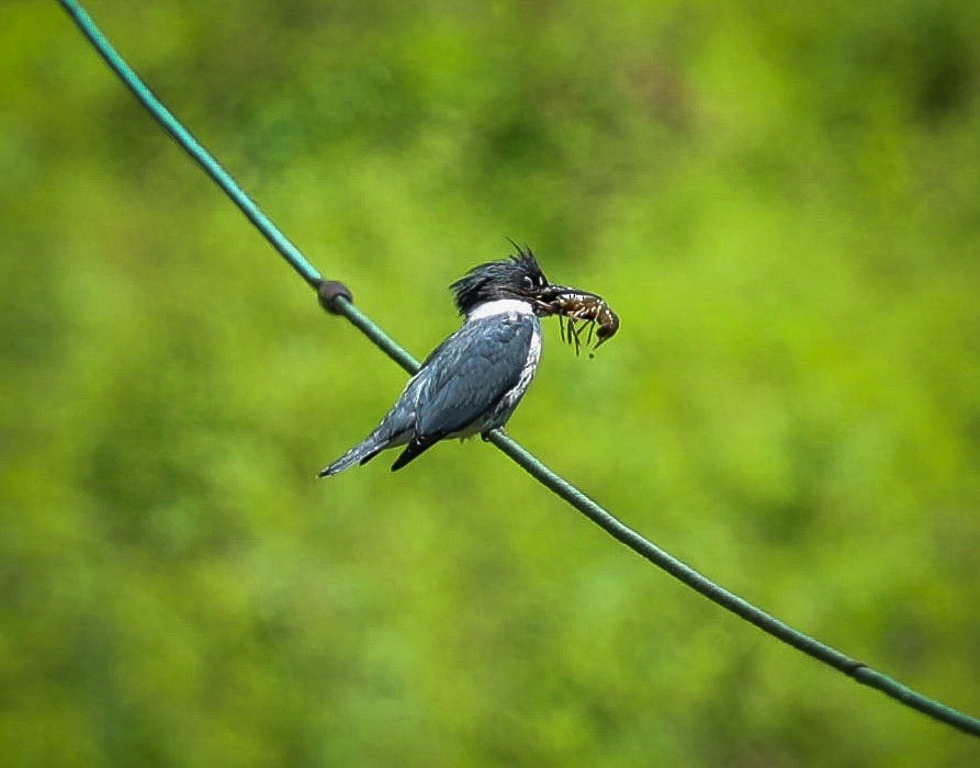 Belted Kingfisher - ML619853411