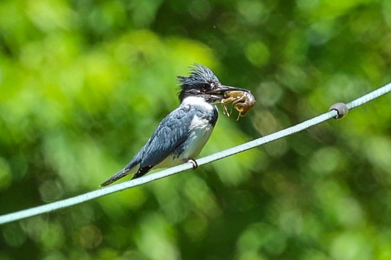 Belted Kingfisher - ML619853412