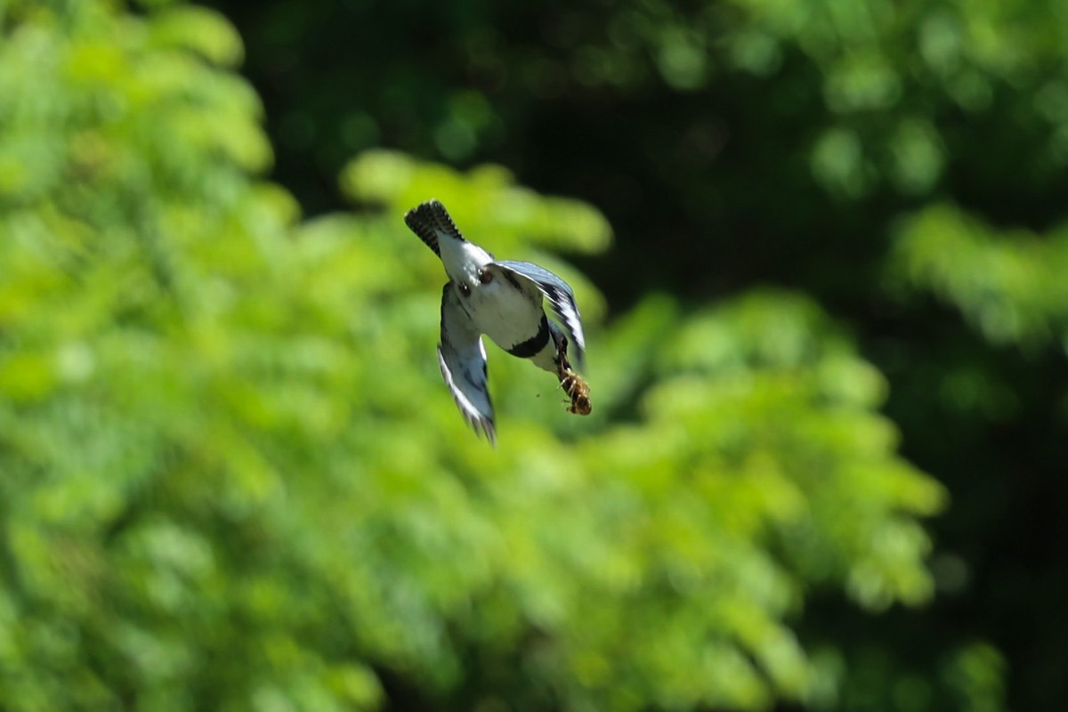 Belted Kingfisher - ML619853413