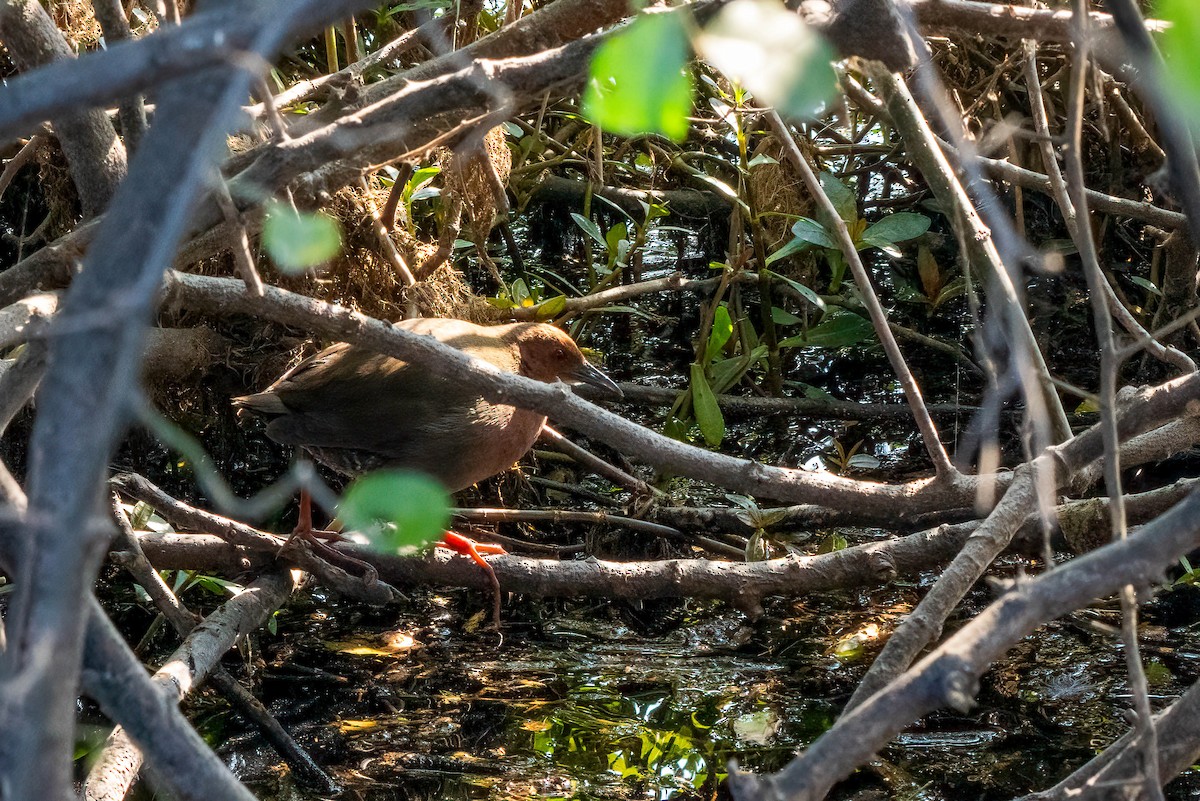 Ruddy-breasted Crake - ML619853426