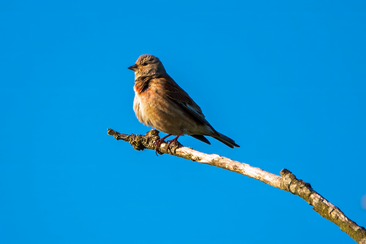 Eurasian Linnet - ML619853433