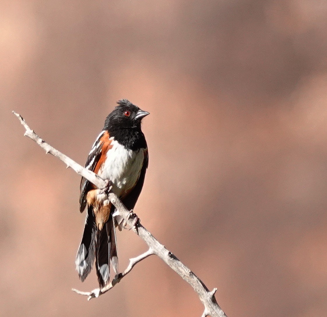 Spotted Towhee - ML619853443