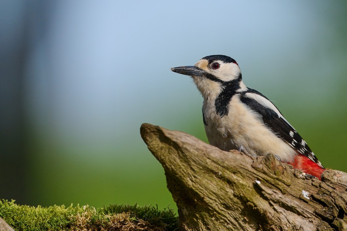 Great Spotted Woodpecker - ML619853449