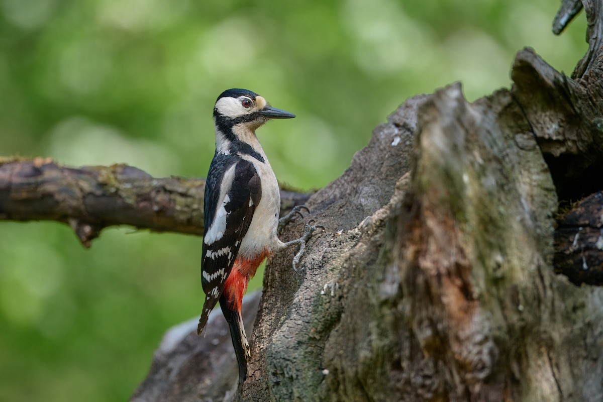 Great Spotted Woodpecker - ML619853450