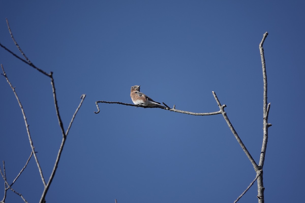 Eastern Bluebird - ML619853455