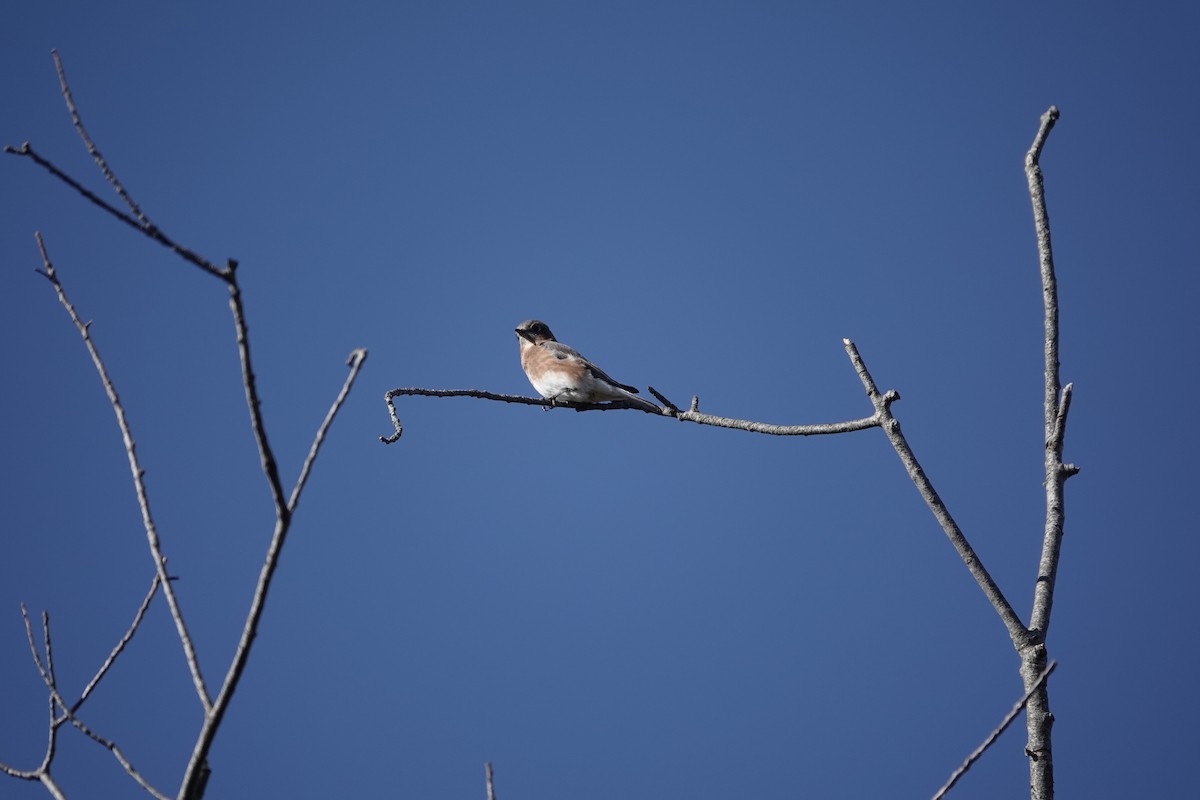 Eastern Bluebird - ML619853456