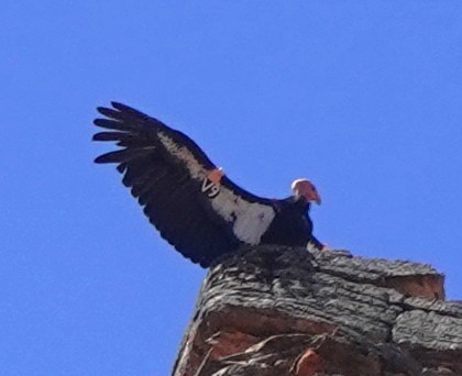 California Condor - Cheryl Carlile